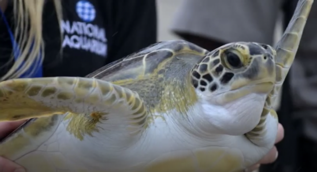 Sea Turtle Rescue and Release - The Chesapeake Mermaid